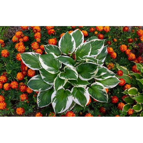 Francee Hosta Plants for Growing Beautiful Green and White Hosta Plants 1 Plant