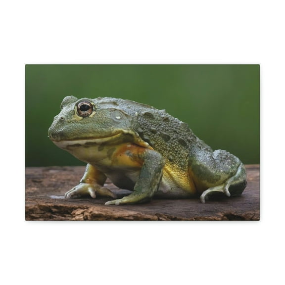 Majestic Bull Frog Art Majestic Bull Frog Print Animal Wall Art Wildlife Canvas Prints Wall Art Ready to Hang Unframed