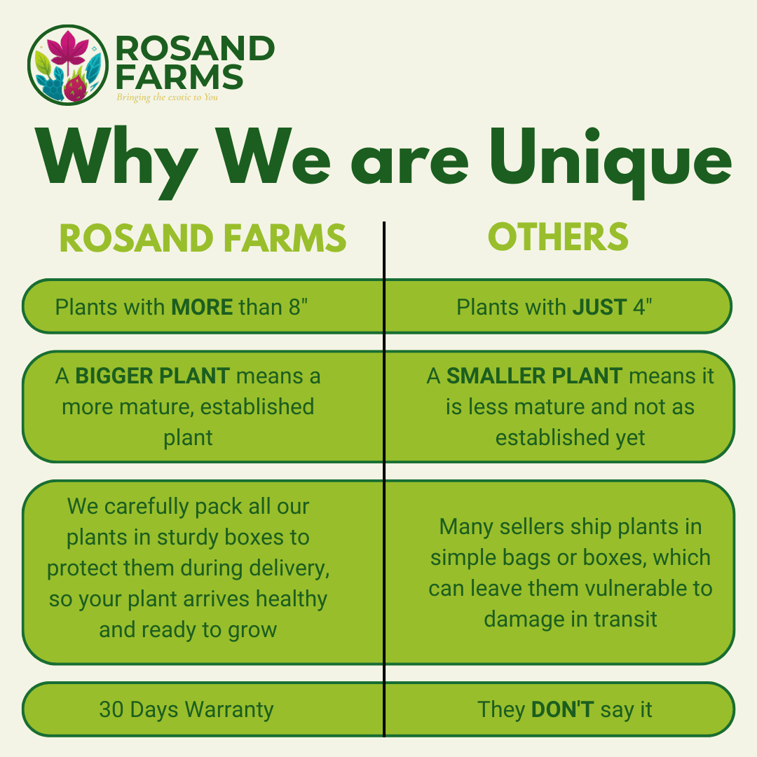 Rosand Farms - White Dragon Fruit Live Potted Plant | 8” to 12” Long |Self-Fertile | White Flesh Pitahaya or Hylocereus Undatus