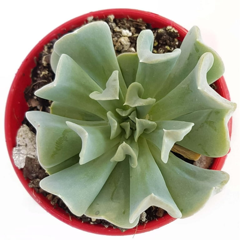 Echeveria Topsy Turvy - 4 Live Starter Plants in 2 Inch Growers Pots -  Beautiful Compact Easy Care Succulent - Walmart.com