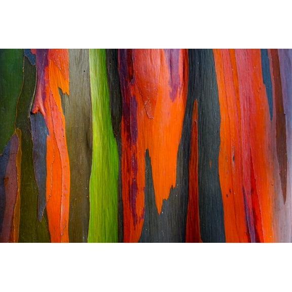 50 RAINBOW EUCALYPTUS Deglupta Gum Multicolor Bark Tree Seeds