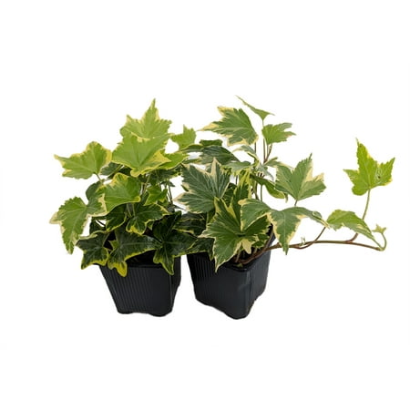 Gold Child English Ivy - Hardy Groundcover/House Plant -Sun/Shade-2 Pack 3