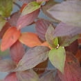 thumbnail image 3 of Hydrangea paniculata, Fire Light Tidbit®, Hydrangea - Pot Size: 4.5in - Shrubs, 3 of 4
