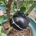 thumbnail image 3 of Plant Rooting Device Plant Root Ball Plant Rooting Ball,Plant Root Graft Box for Roses, Trees, Fruit Bushes, 3 of 5