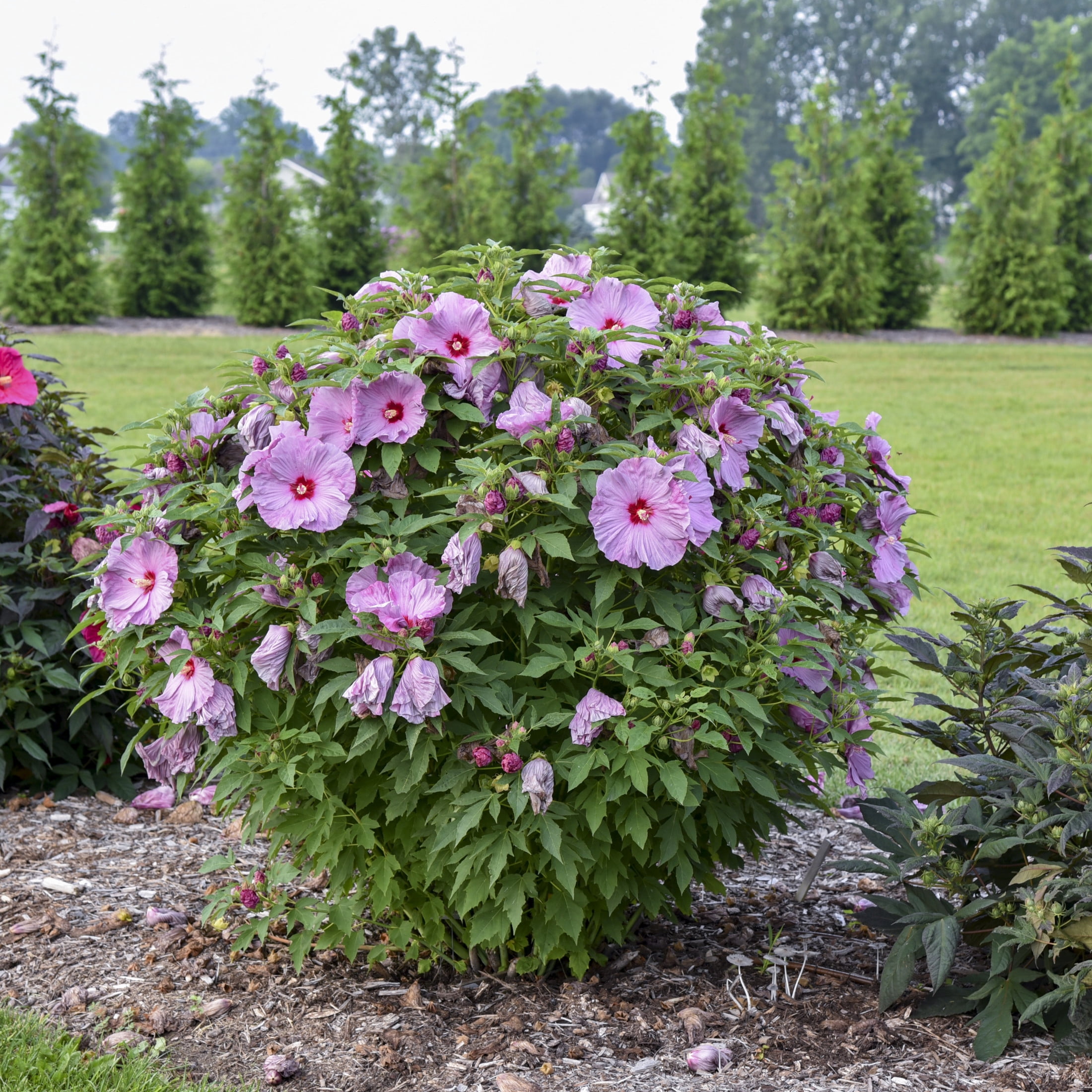 Proven Winners 18" Purple Summerific 'Lilac Crush' Rose Mallow Live Plant in 8.88" Pot