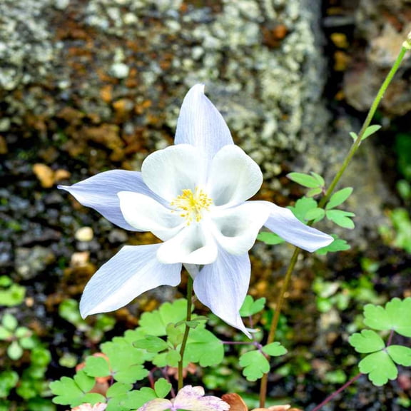 Outsidepride Columbine Crystal Star - 2000 Seeds
