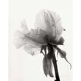 thumbnail image 2 of Van Swearingen, Debra 26x32 White Modern Wood Framed Museum Art Print Titled - Translucent Peony VIIIBW, 2 of 4