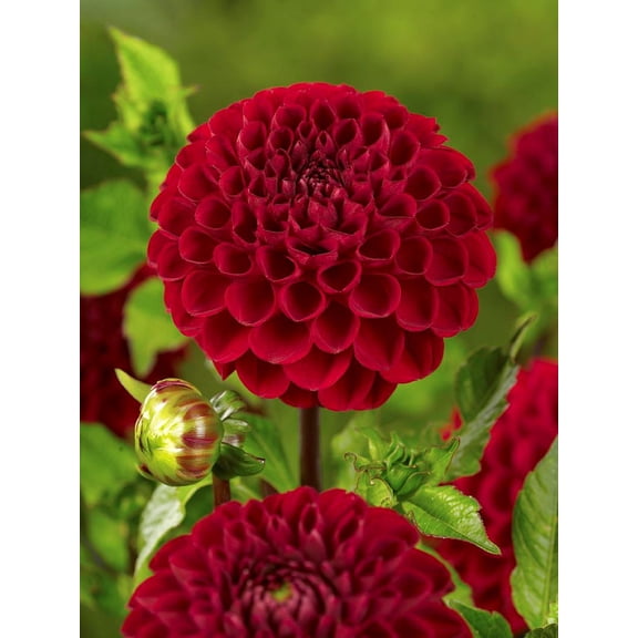 Viking Pompon Dahlia  - #1 Size Root Clump - Scarlet Red!