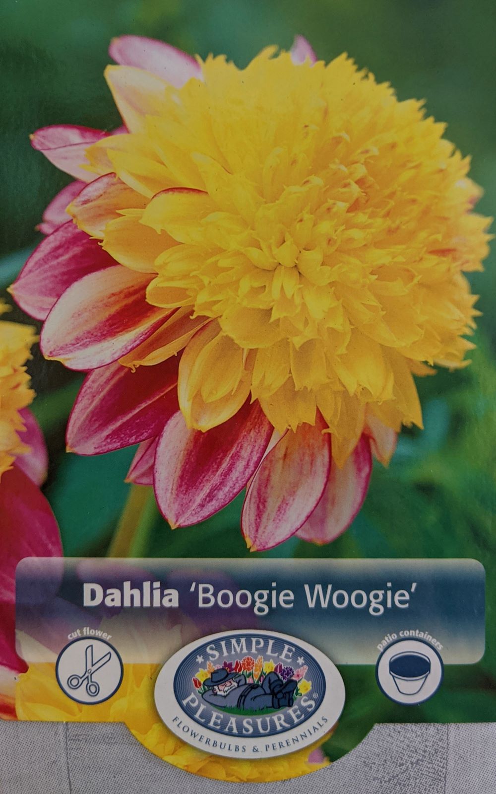 Boogie Woogie Powder-Puff Dahlia - #1 Size Root Clump - Lilac & Yellow