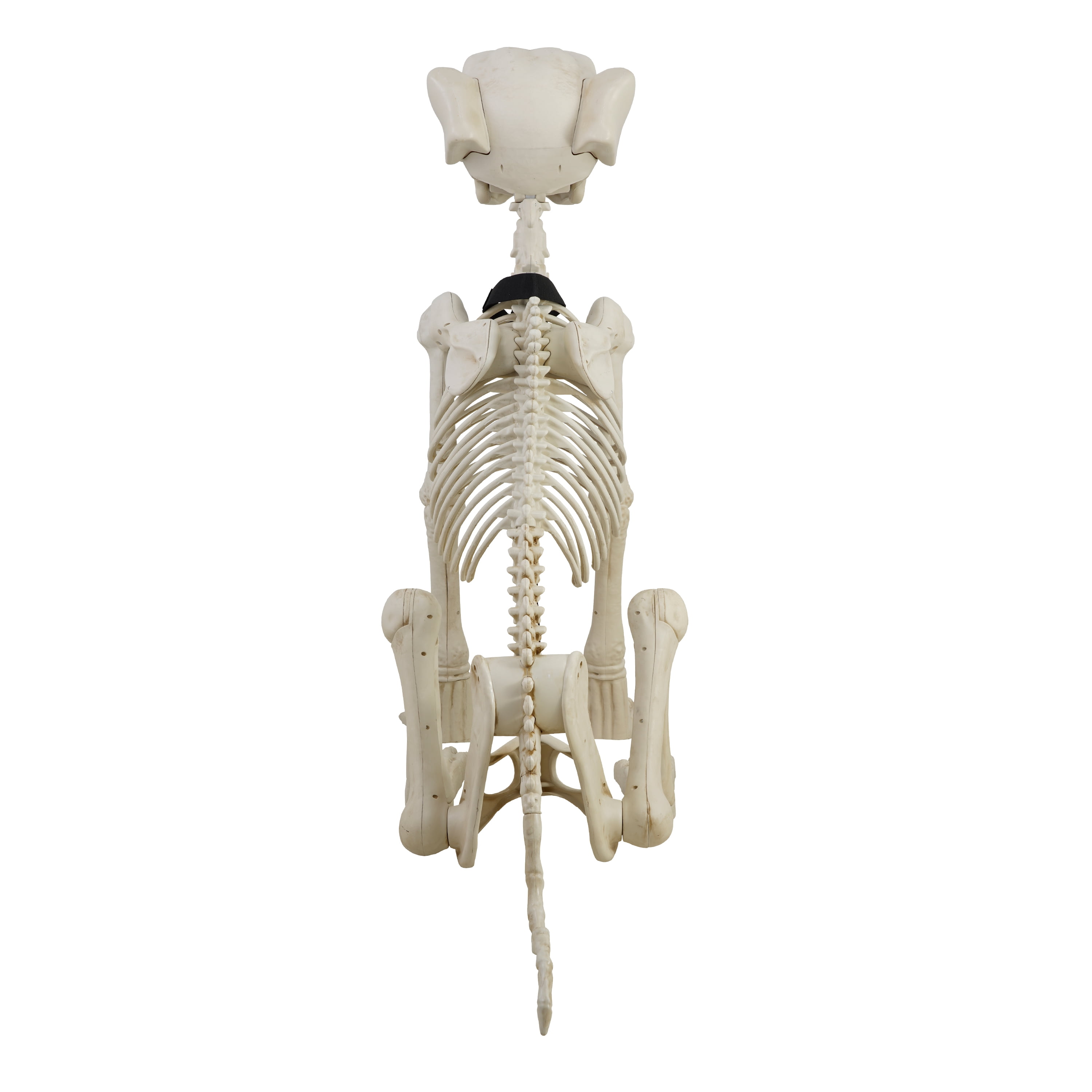 Way To Celebrate Animated Skeleton Dog Halloween Decoration, Beige, 60 in