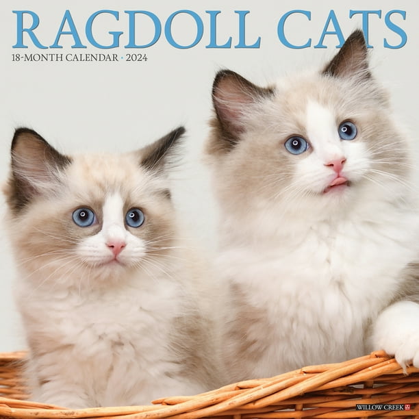 Ragdoll Cats 2024 12 X 12 Wall Calendar (Calendar) - Walmart.com