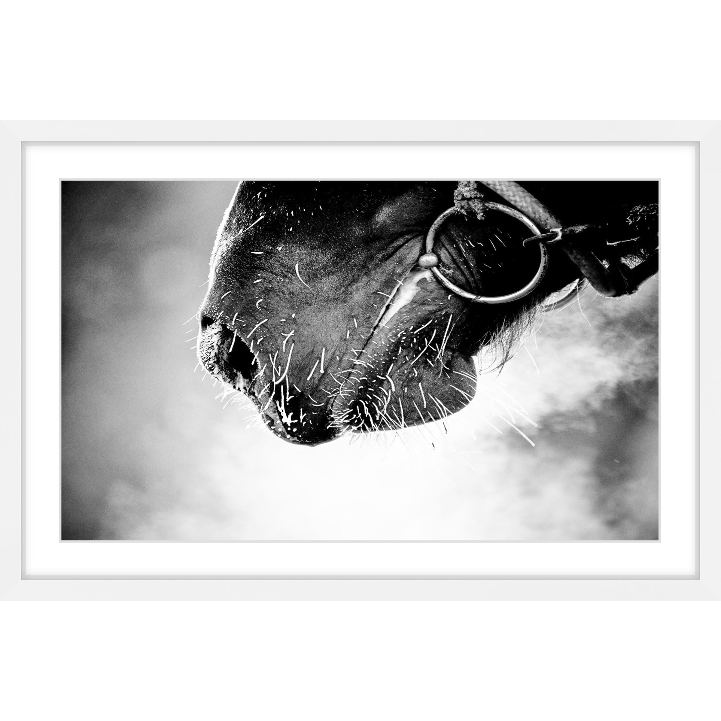 Marmont Hill "Muzzle" Framed Painting Print