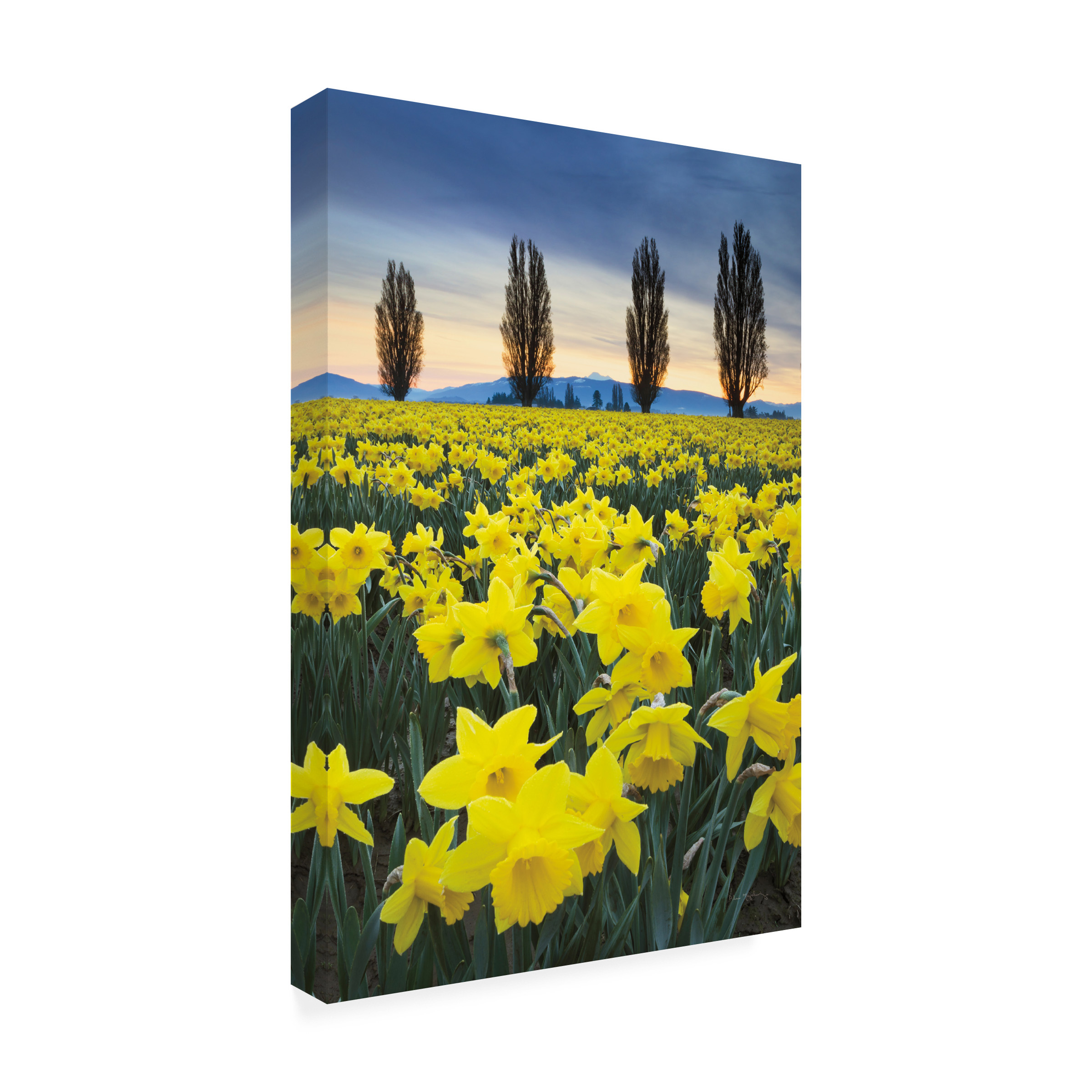 Trademark Fine Art 'Skagit Valley Daffodils I' Canvas Art by Alan Majchrowicz