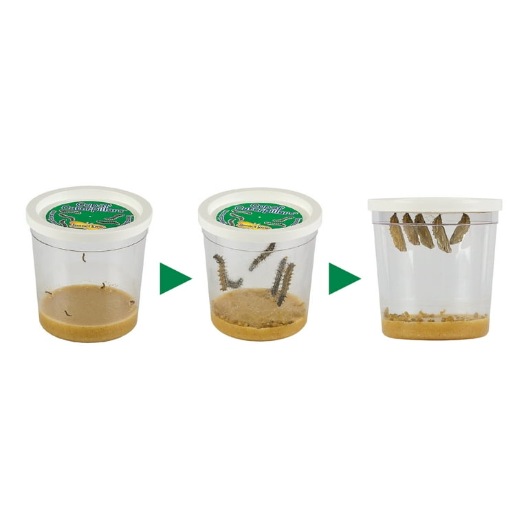 Insect Lore Cup Of Caterpillars Butterfly Kit Refill Life, 48 OFF