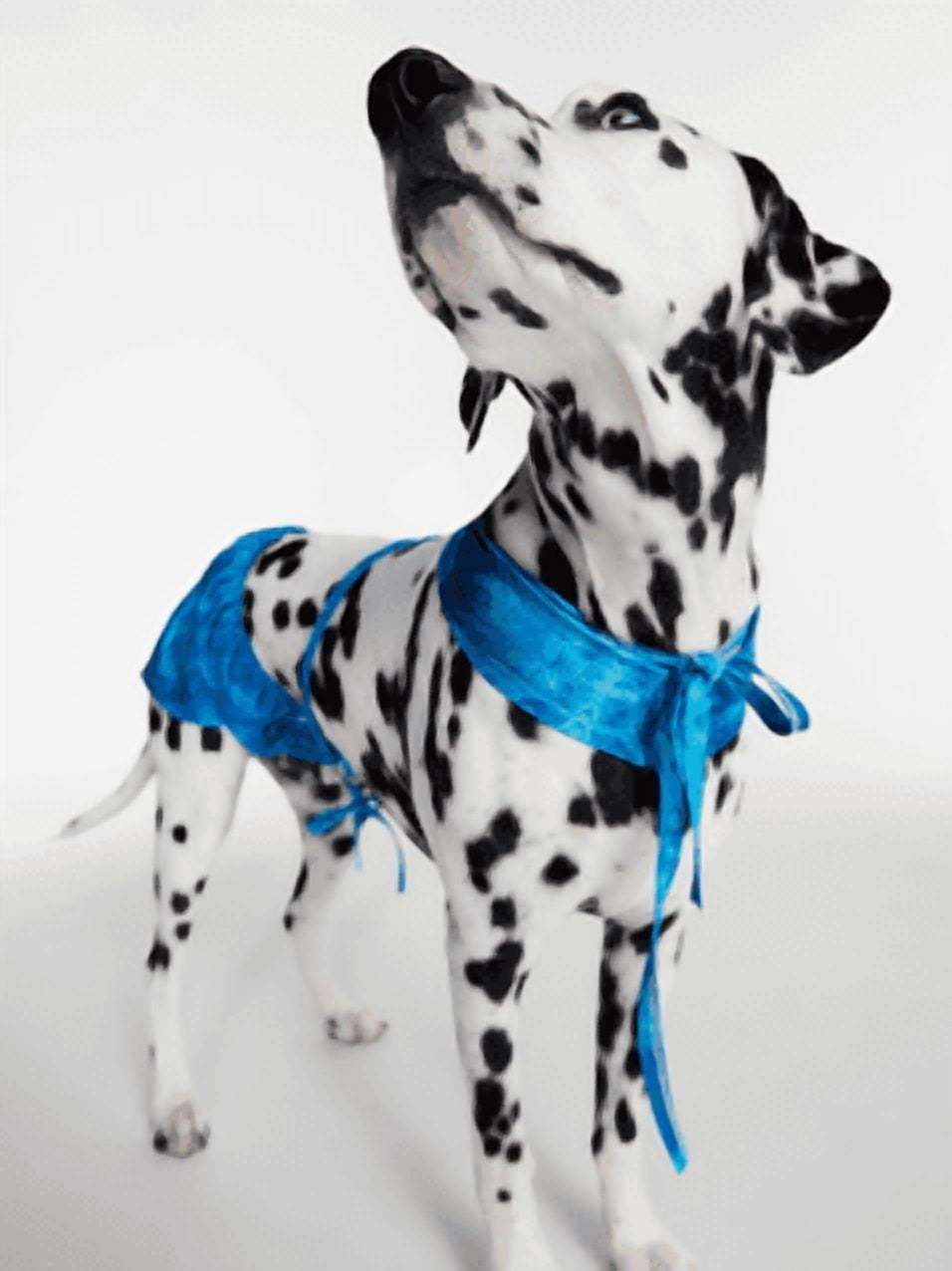 Hot Dog Summer By Megan Thee Stallion Blue Barkini Dog Bikini, Medium