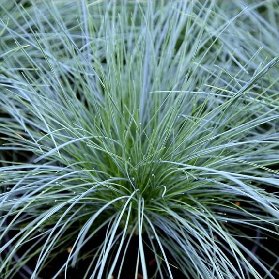 1 Pot 2 Blue Fescue Grass Plants Festuca Glauca Starter Ornamental Grasses Seedling In 4"Pot