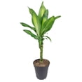 thumbnail image 2 of Dracaena Cintho (4"+ Minimalist Pot) - Easy to Care and Air-purifying Houseplant for Home and Office Decoration, 2 of 4