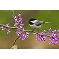 thumbnail image 2 of Art.com Black-Capped Chickadee Art Print by Lantern Press, 36" x 24", 2 of 4