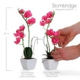 thumbnail image 3 of Bornbridge Artificial Potted Orchid - 2-Pack - Hot Pink - Medium, 3 of 6