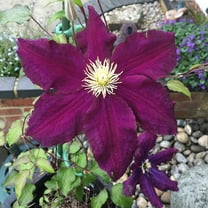 Midnight Showers Clematis Vine - Purple - 2.5" Pot