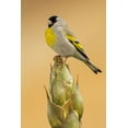 thumbnail image 2 of Archer, Ken 11x14 Black Ornate Wood Framed with Double Matting Museum Art Print Titled - Lawrences goldfinch, 2 of 4