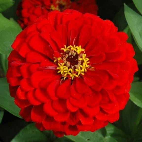 Zinnia Benary's Giant Scarlet Seed