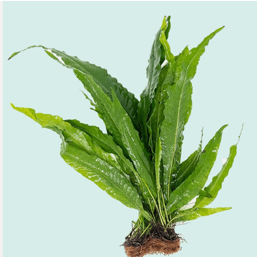 Java Fern on Half Mat – Live Aquarium Plant for Freshwater Tanks, Easy Low Light Plant