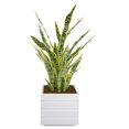 thumbnail image 1 of Artificial Faux Real Touch 3.5 Feet Tall Agave With Planter, 1 of 3