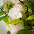 thumbnail image 2 of Sullivans Artificial Apple Blossom Wreath 20"H Pink, 2 of 4