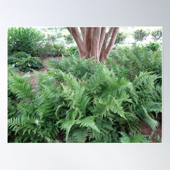 Ferns Poster Wall Art, Modern Wall Decor For Living Room Bedroom, 8x12 UNFRAMED