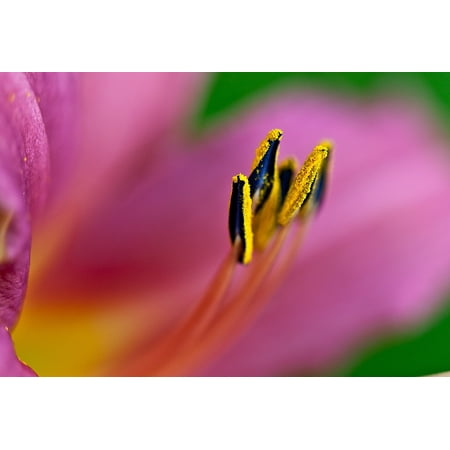 - Canvas Print Boost Flower Plant Lily Blossoming Petals Stamens Stretched Canvas 10 x 14