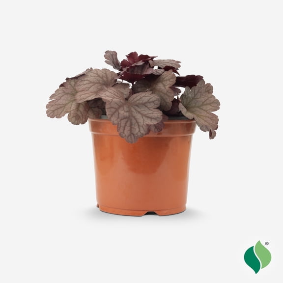 1 Gallon Heuchera Raspberry Sea