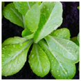 thumbnail image 4 of Everwilde Farms - 500 Organic Parris Island Cos Romaine Lettuce Seeds - Gold Vault Jumbo Bulk Seed Packet, 4 of 5