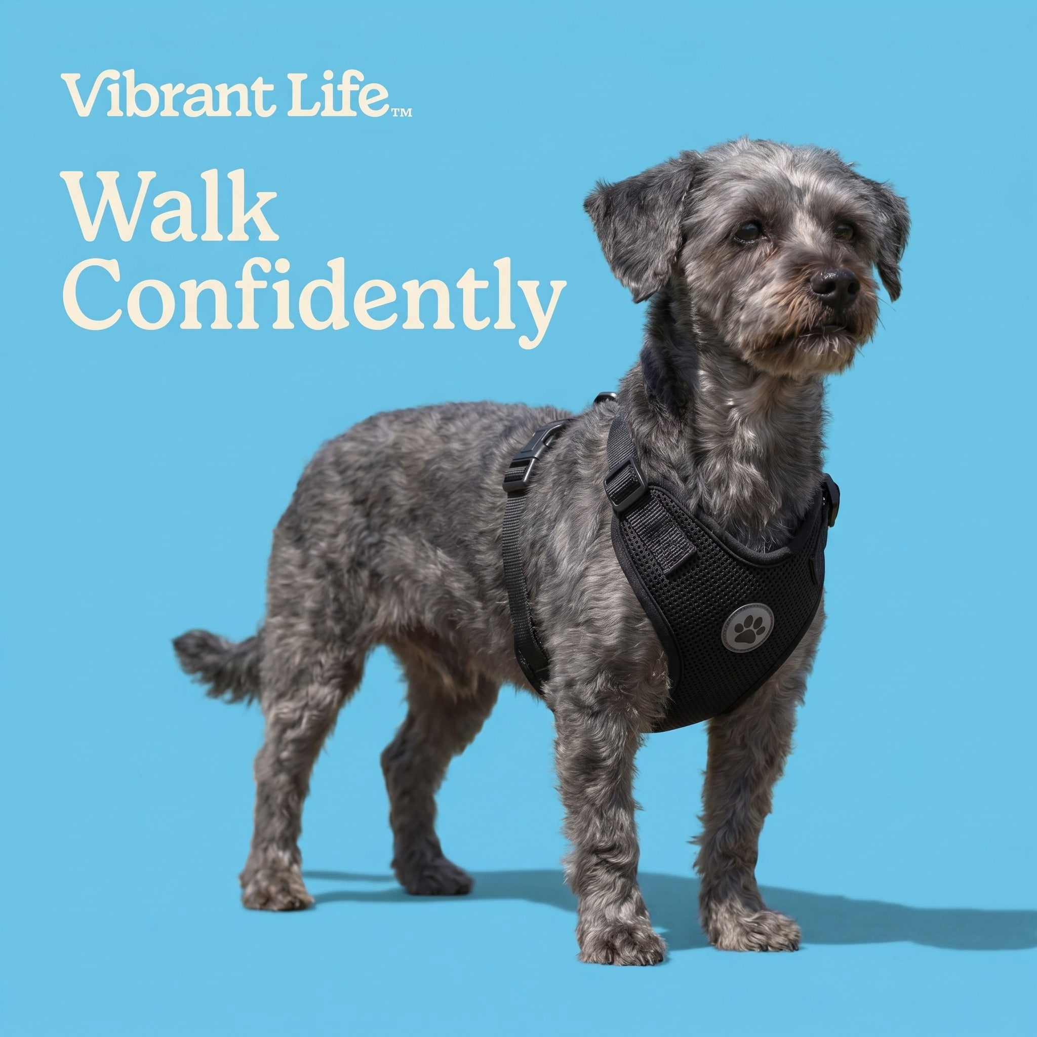 (2 pack) Vibrant Life Reflective Mesh Adjustable Dog Harness, Black, S