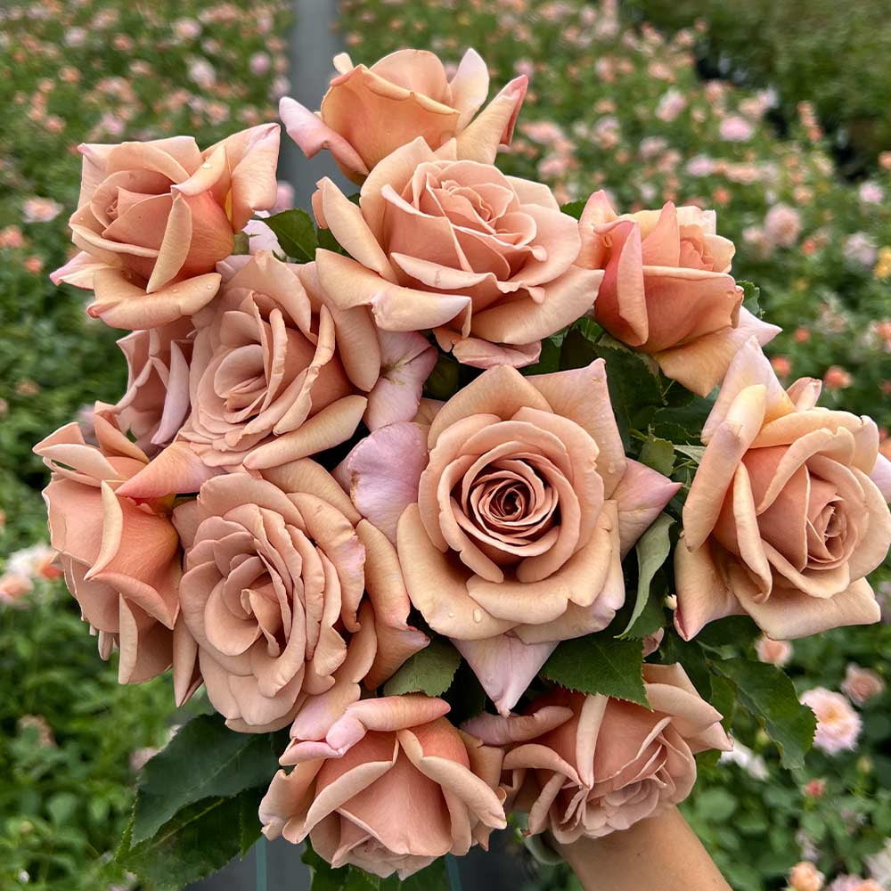 Heirloom Roses Rose Bush - The Koko Loko Floribunda Plant , Live Plants For Outdoors , Own Root Rose Bushes For Planting , One Gallon Potted Outdoor Flower Plants