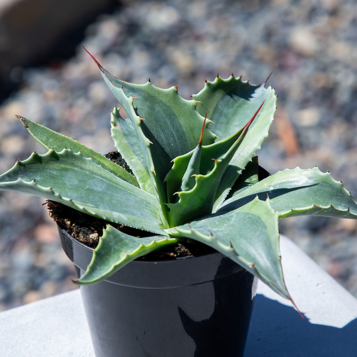 Altman Plants Rare Agave (ovatifolia) Orca Whale Unique Succulent Plant in 3.5" Grower Pot