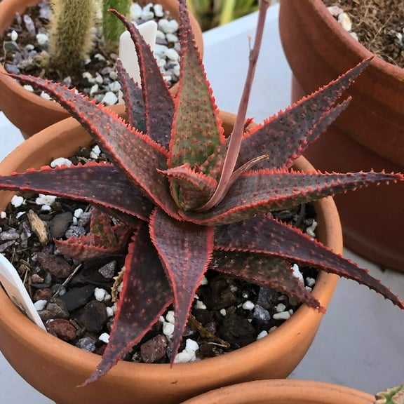 RedCrocus Aloe 'Christmas Carol' - Variegated Succulent Plant for Indoor & Outdoor Decor, Drought Tolerant, Attracts Pollinators, Easy Care 6" Pot