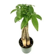 Money Tree Braided Pachira Aquatica House Plants