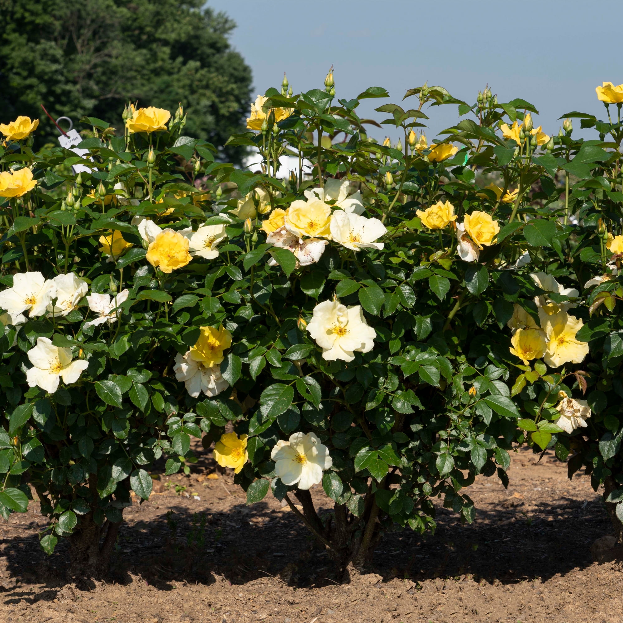 The Knock Out® Family of Roses 'The Easy Bee-zy Knock Out® Rose' Live Shrub in 1-Gallon Grower Pot