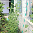 thumbnail image 4 of "4 Pack Heavy Duty Garden Trellis Netting (70.87x35.43 Inch) - Thickened Nylon Plant Support for Tomatoes, Cucumbers, Peas, Flowers & Morning Glory Vines - Limited Time Offer!", 4 of 8
