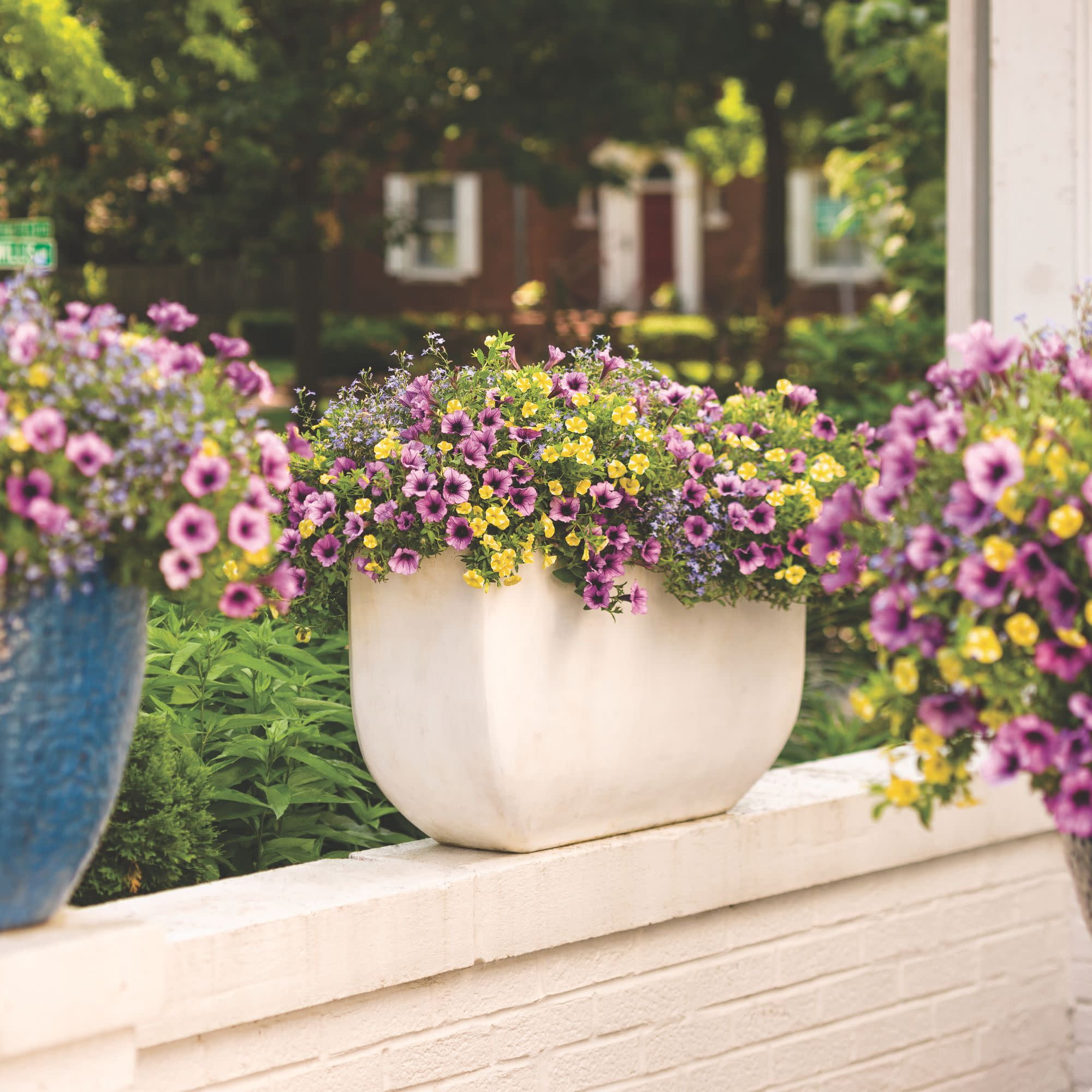 Proven Winners 4" Multicolor Superbells Lemon Slice Calibrachoa Live Plant in 4.25" Pot (4 Count)