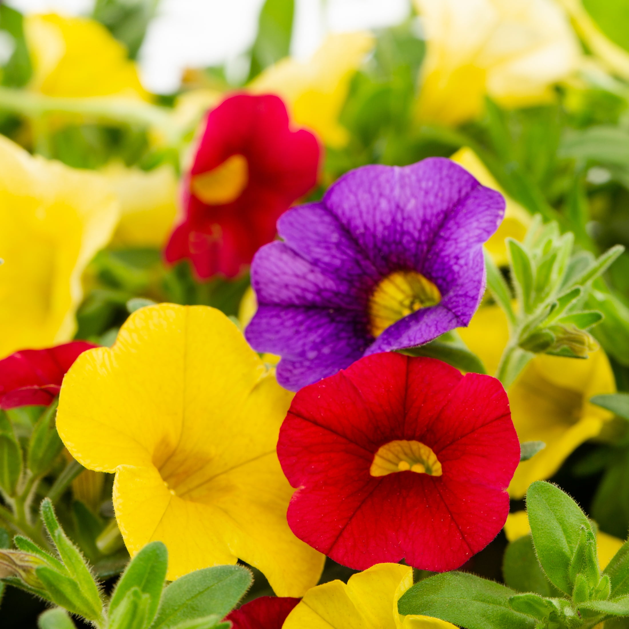 Better Homes & Gardens 3QT Multicolor Calibrachoa Mix Live Plants with Decorative Planter