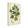 thumbnail image 2 of Vision Studio 'Flowering VIburnum II' Canvas Art, 2 of 3