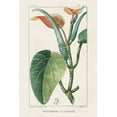thumbnail image 2 of Turpin 17x24 Black Ornate Wood Framed with Double Matting Museum Art Print Titled - Turpin Tropical Botanicals II, 2 of 4