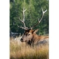thumbnail image 2 of Hopkins, Cindy Miller 23x32 Gold Ornate Wood Framed with Double Matting Museum Art Print Titled - USA-Wyoming-Yellowstone National Park-Madison-Madison River-Male North American elk, 2 of 4