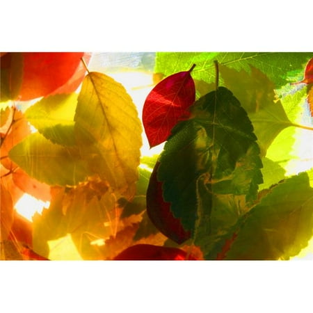 Posterazzi Dpilarge A Collage Of Leaves Poster Print By Con Tanasiuk 44 34 X 22 Large Walmart Canada