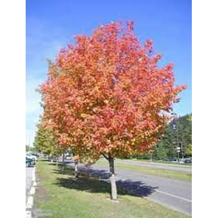 The Dirty Gardener Acer Glabrum Douglas Maple Tree seeds - 100