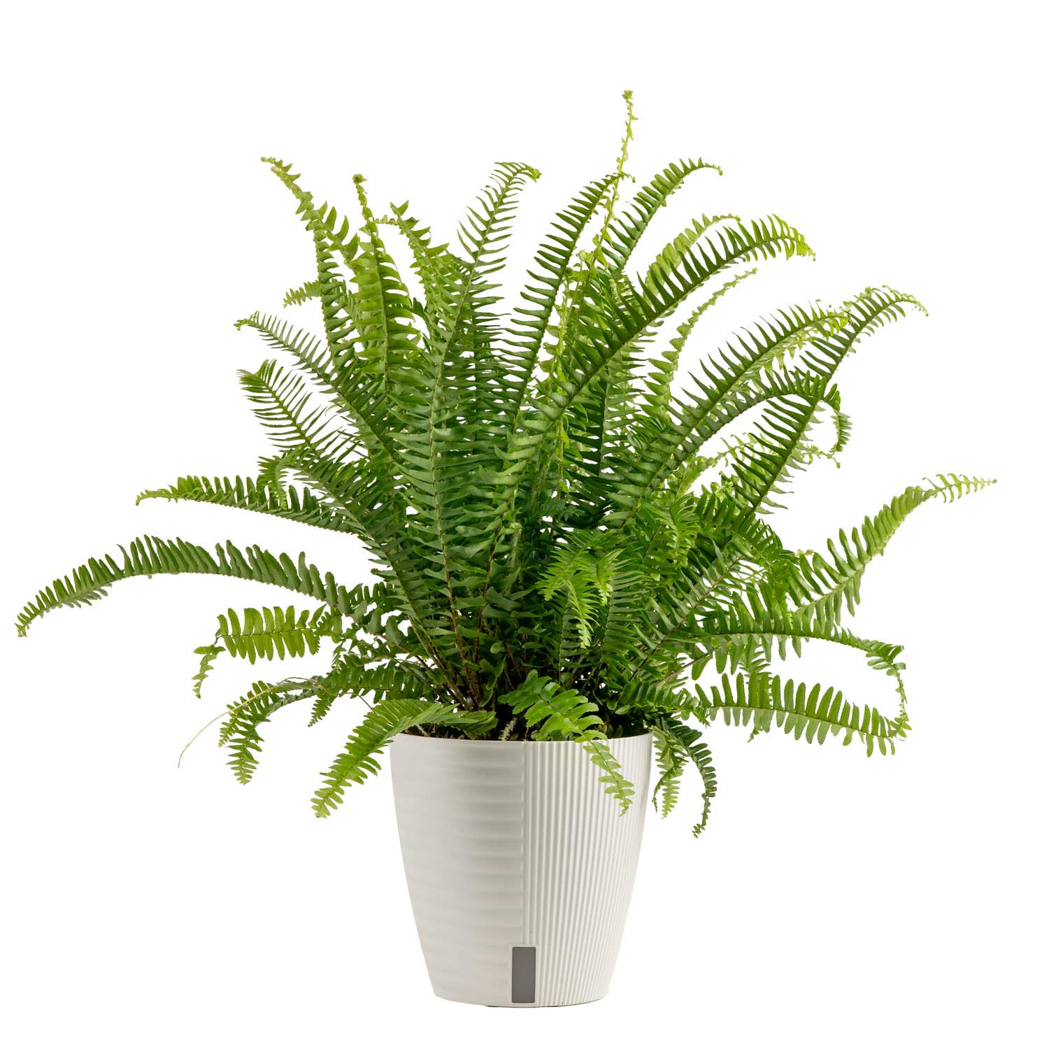 Costa Farms 12" Tall Kimberly Fern, Bright Indirect Sunlight, Indoor Live House Plants, Dcor Pot