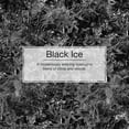 thumbnail image 2 of Little Trees Auto Air Freshener, Hanging Card, Black Ice, 1-Pack, 2 of 11