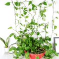 thumbnail image 3 of 20 Piezas de Clips para Colgar en la Pared de Plantas Trepadoras con 20 Piezas de Adhesivo Adhesivo Acrílico Fijador de Plantas Clips de Fijación de Vid de Pared Invisibles Gancho Autoadhesivo JAMW Sencillez, 3 of 5
